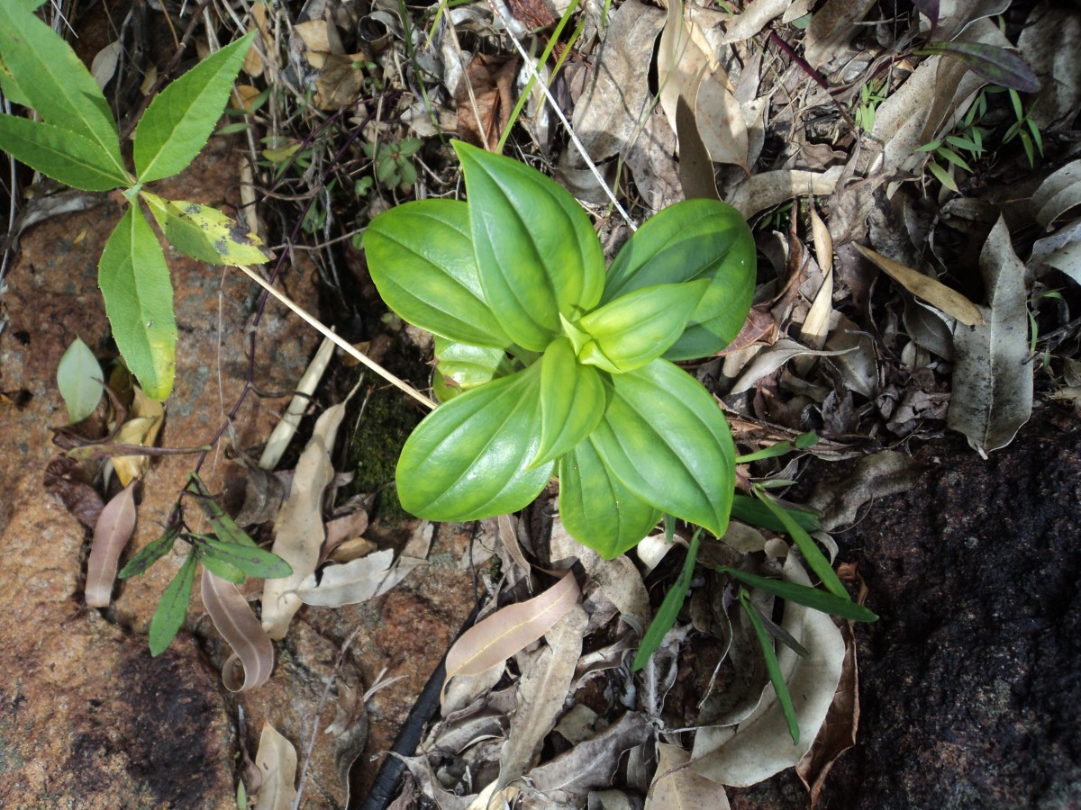 Exacum pallidum (Trimen) Klack.